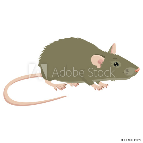 500x500 Mouse, Rat Vector Sign Illustration Rat Isolated On White