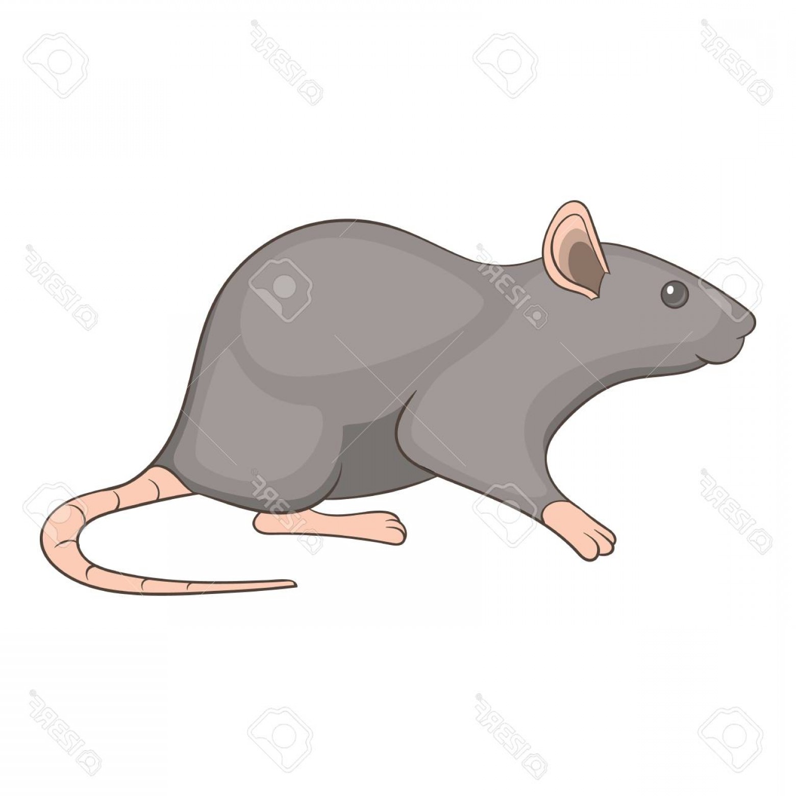 1560x1560 Rat Vector Cqrecords