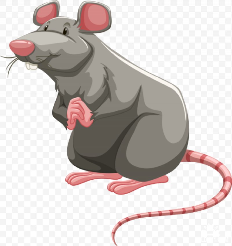 800x849 Brown Rat Vector Graphics Royalty Free Illustration Laboratory Rat