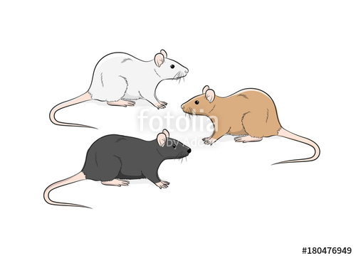 500x363 Wild Rat Vector Illustration Stock Image And Royalty Free Vector