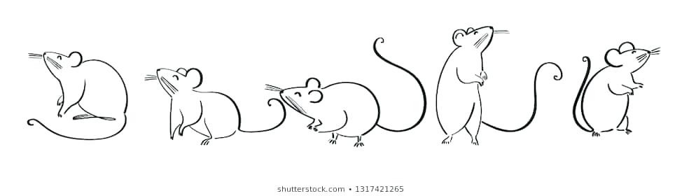 974x280 Drawing Of Rat