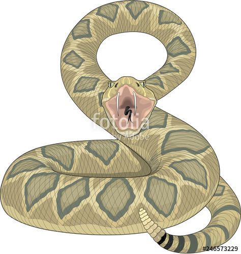 474x500 Rattlesnake Ready To Strike Vector Illustration Stock Image