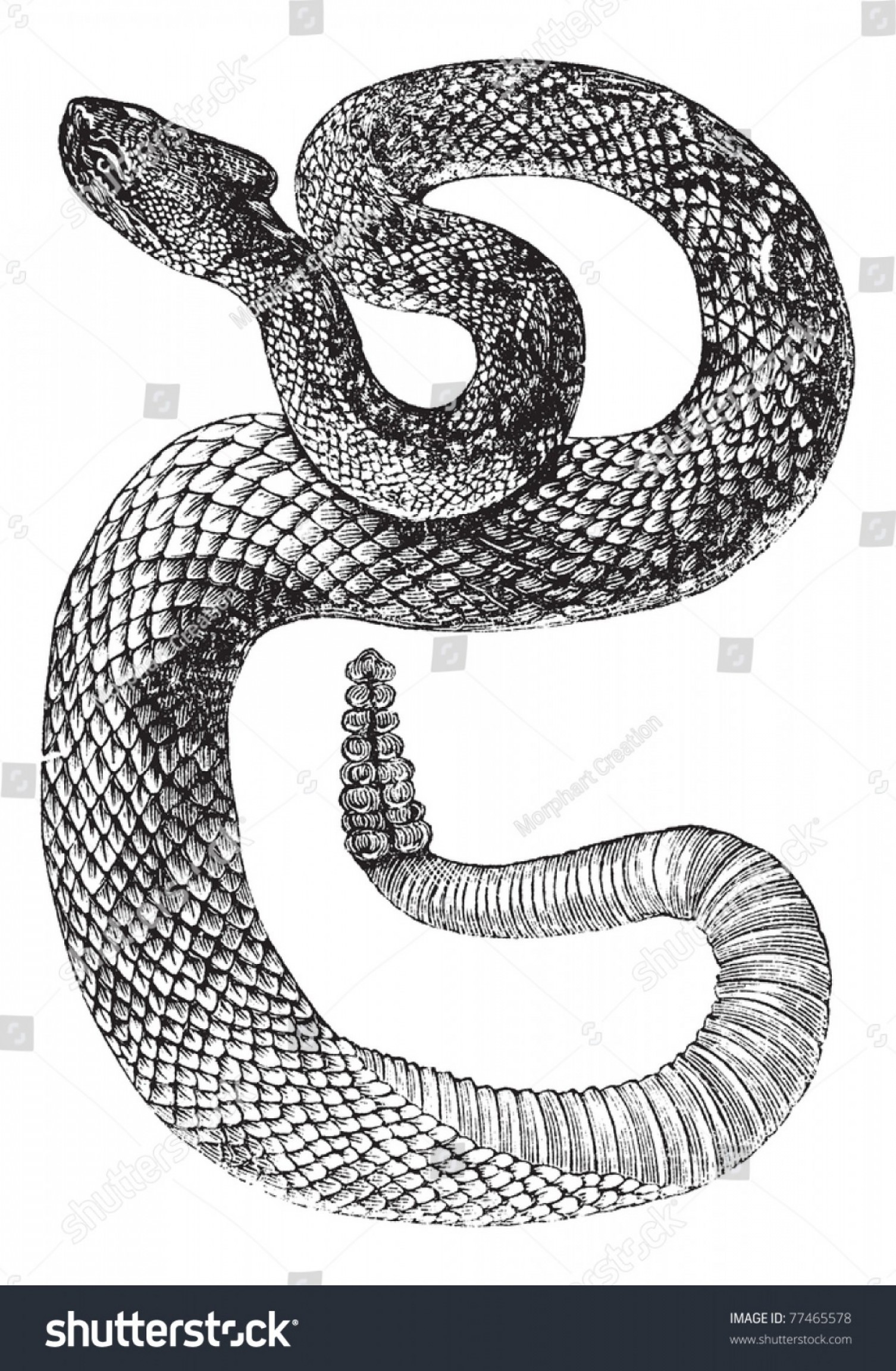 Rattlesnake Vector at Vectorified.com | Collection of Rattlesnake ...