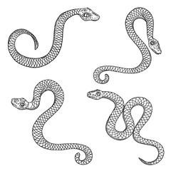 240x240 Rattlesnake Vector Stock Photos And Royalty Free Images, Vectors