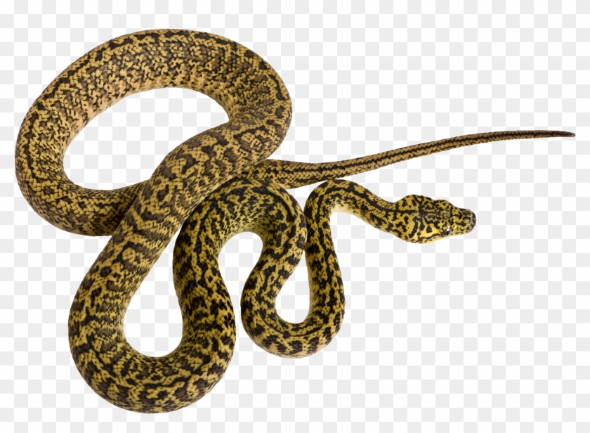 840x616 Rattlesnake Vector Pattern Huge Freebie Download