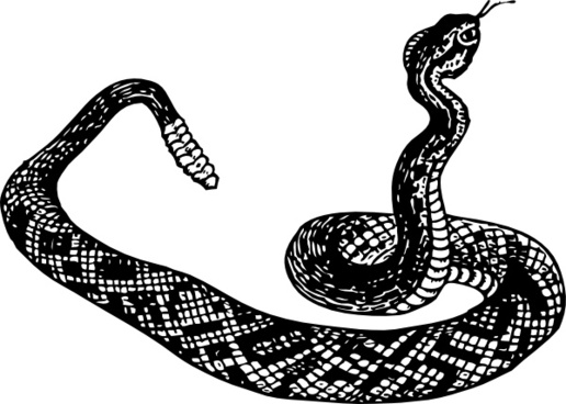 516x368 Rattlesnake Vector Free Vector Download