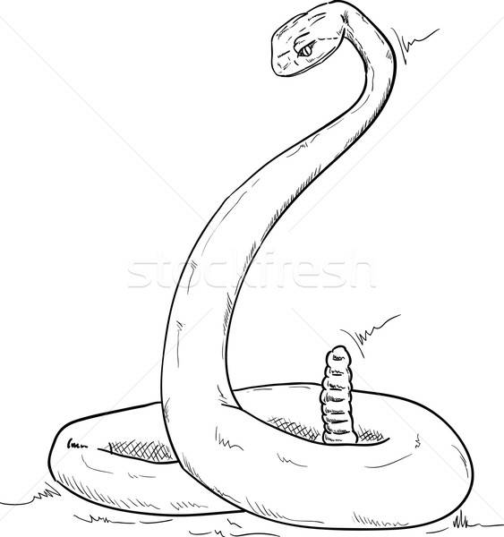 563x600 Rattlesnake Vector Illustration Pavel Bortel