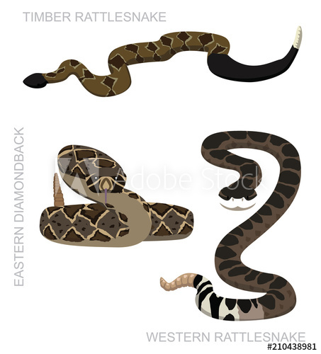 453x500 Snake Rattlesnake Set Cartoon Vector Illustration