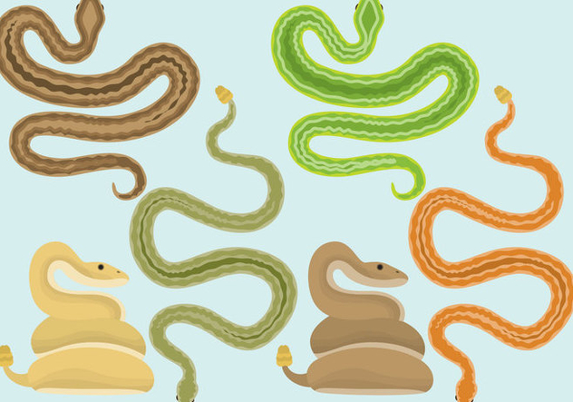 632x443 Snakes And Rattlesnake Vectors Free Vector Download Cannypic