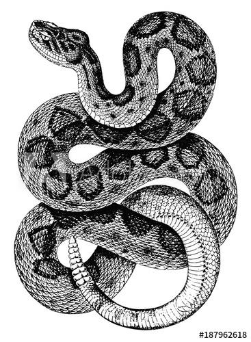 367x500 Mojave Klapperschlange Crotalus Scutulatus Rattlesnake Vintage