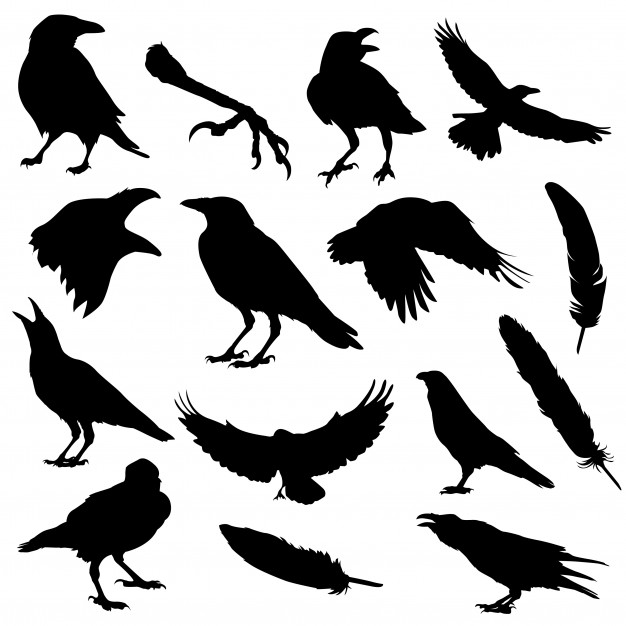 Raven Vectors, Photos And Free Download 626x626 Raven Vectors, Photos And Free Download