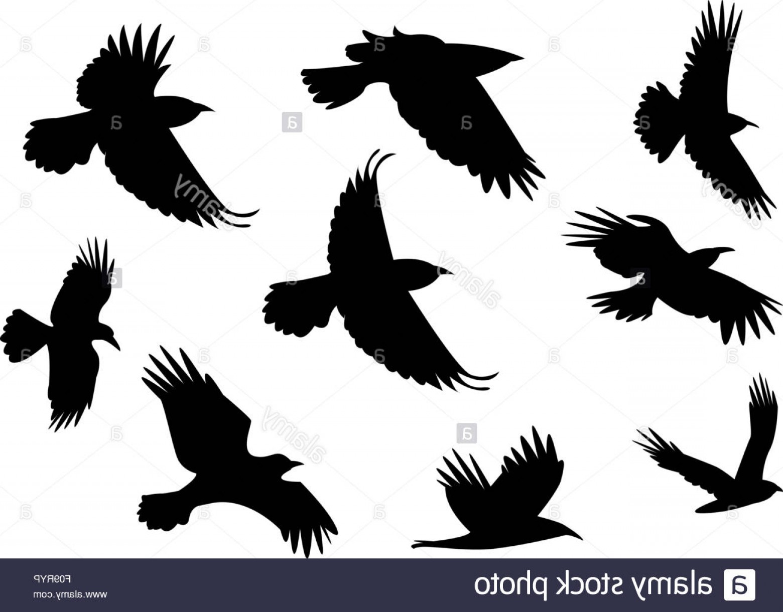 Ravens Bird Vector Hoodamath 1560x1220 Ravens Bird Vector Hoodamath