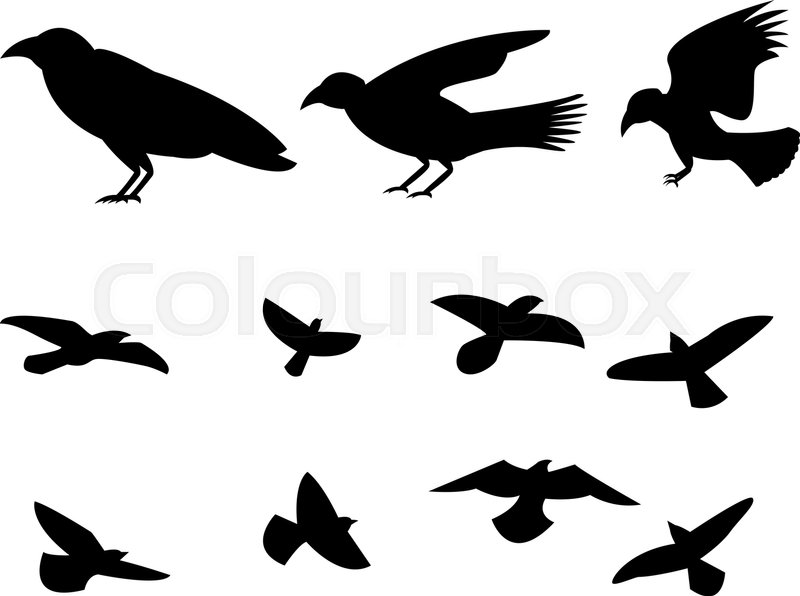 Silhouette Flying Raven Bird, Vector Stock Vector Colourbox 800x596 Silhouette Flying Raven Bird, Vector Stock Vector Colourbox
