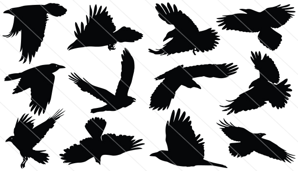 Raven Silhouette Vector 610x350 Raven Silhouette Vector