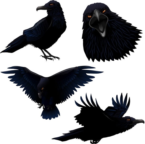 Raven Vector Free Vector In Adobe Illustrator 552x548 Raven Vector Free Vector In Adobe Illustrator