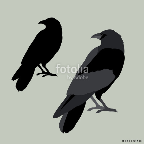 Raven Vector Illustration Style Flat Set Stock Image And Royalty 500x500 Raven Vector Illustration Style Flat Set Stock Image And Royalty