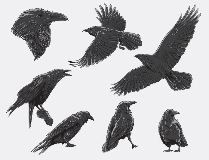 Raven Vector Art at Vectorified.com | Collection of Raven Vector Art ...