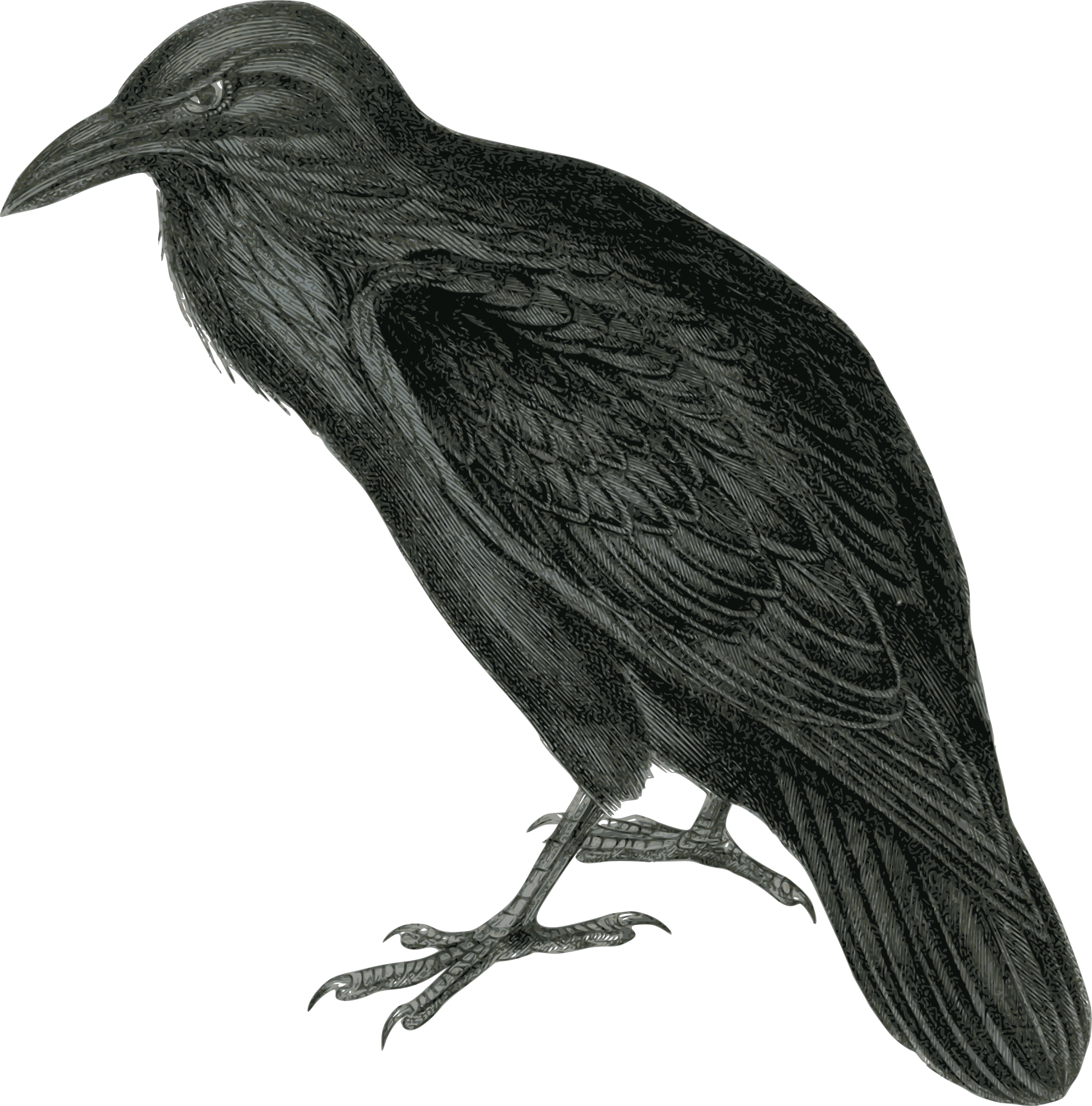 2368x2400 Crow Free Png Transparent Background Images Free Download Clipart
