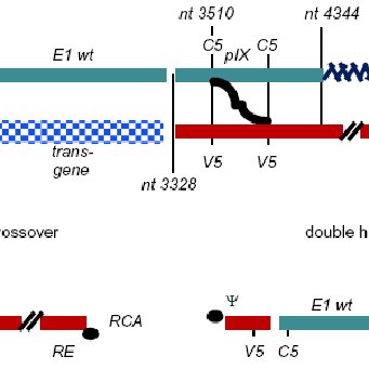 341x341 Rca Generation In Cells The Complementary Regions