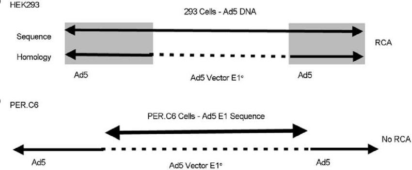 850x352 Adenovirus Packaging Cell Line And Adenoviral Vector