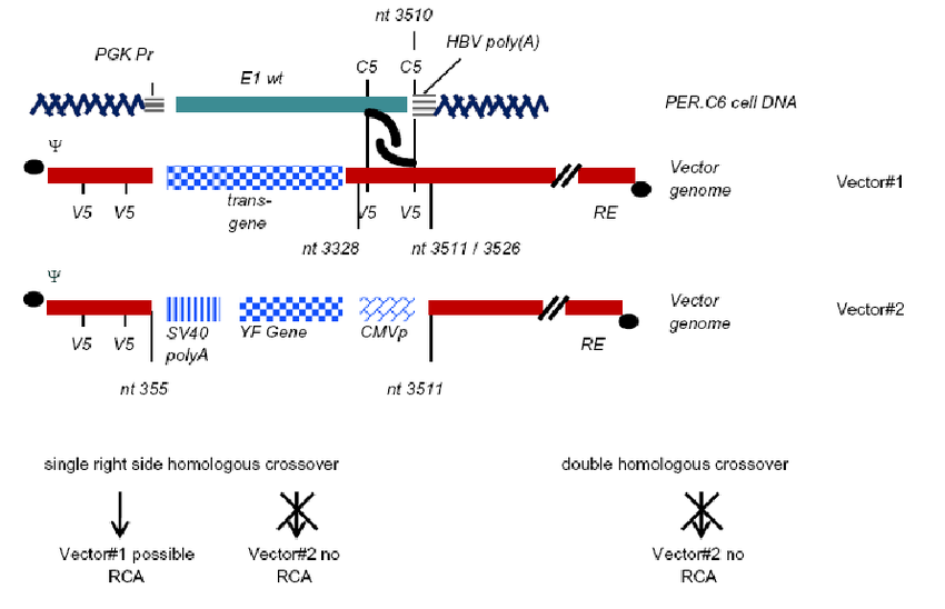850x548 Effect Of Vector Design On Rca Free Production In Cell Line