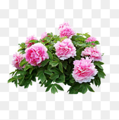 399x401 Flowers Png