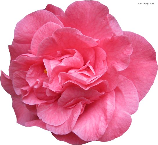 545x502 Real Flower Vector