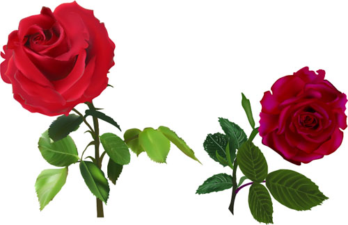 Red Rose Realitic Vector Free Download 500x324 Red Rose Realitic Vector Free Download