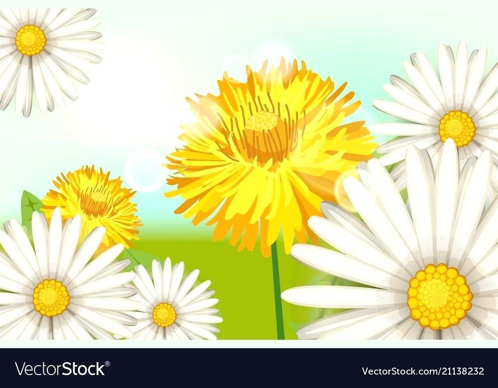 1000x780 Daisies Flowers Vector