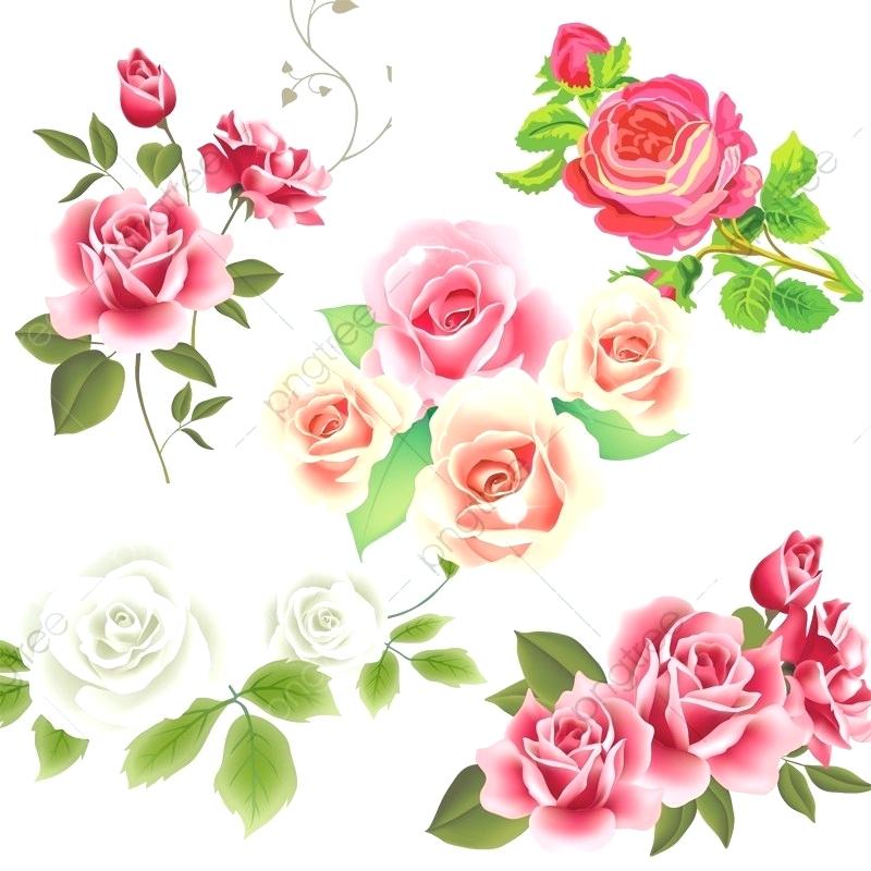 800x800 Flowers Vector Transparent Background
