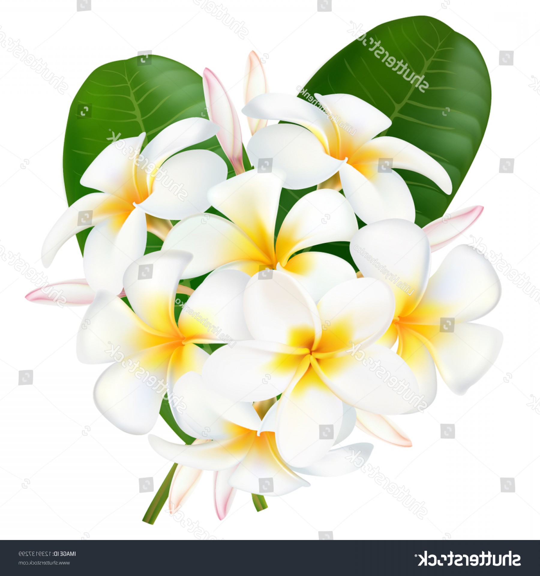 1800x1920 Flower Plumeria Illustration Vector Real Style Soidergi