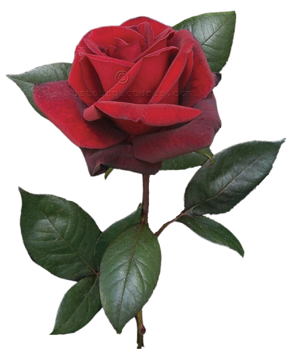 578x700 Flower Rose Bud Red Real Free Images