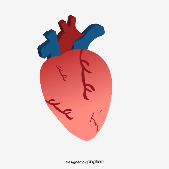 640x640 Human Heart Png, Vector, And Clipart With Transparent