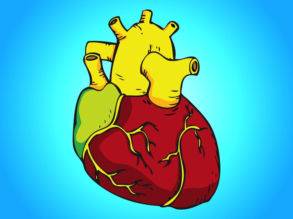 1024x766 Human Heart Vector Vector Art Graphics