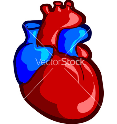 380x400 Human Heart Vector