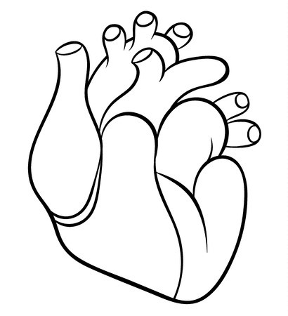 410x450 Naturalistic Real Heart Vector Illustration Royalty Free Vector