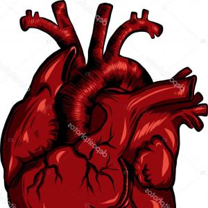 300x300 Photostock Vector Real Human Isolated Organ Heart Vector For Your
