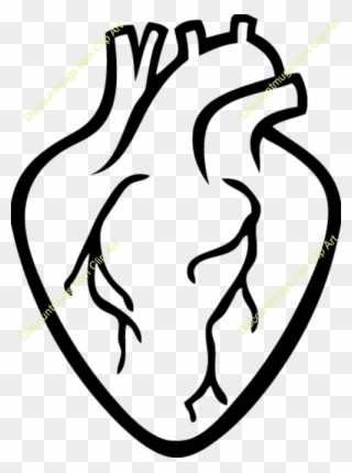 320x430 Real Heart Clipart, Transparent Real Heart Clip Art Png Download