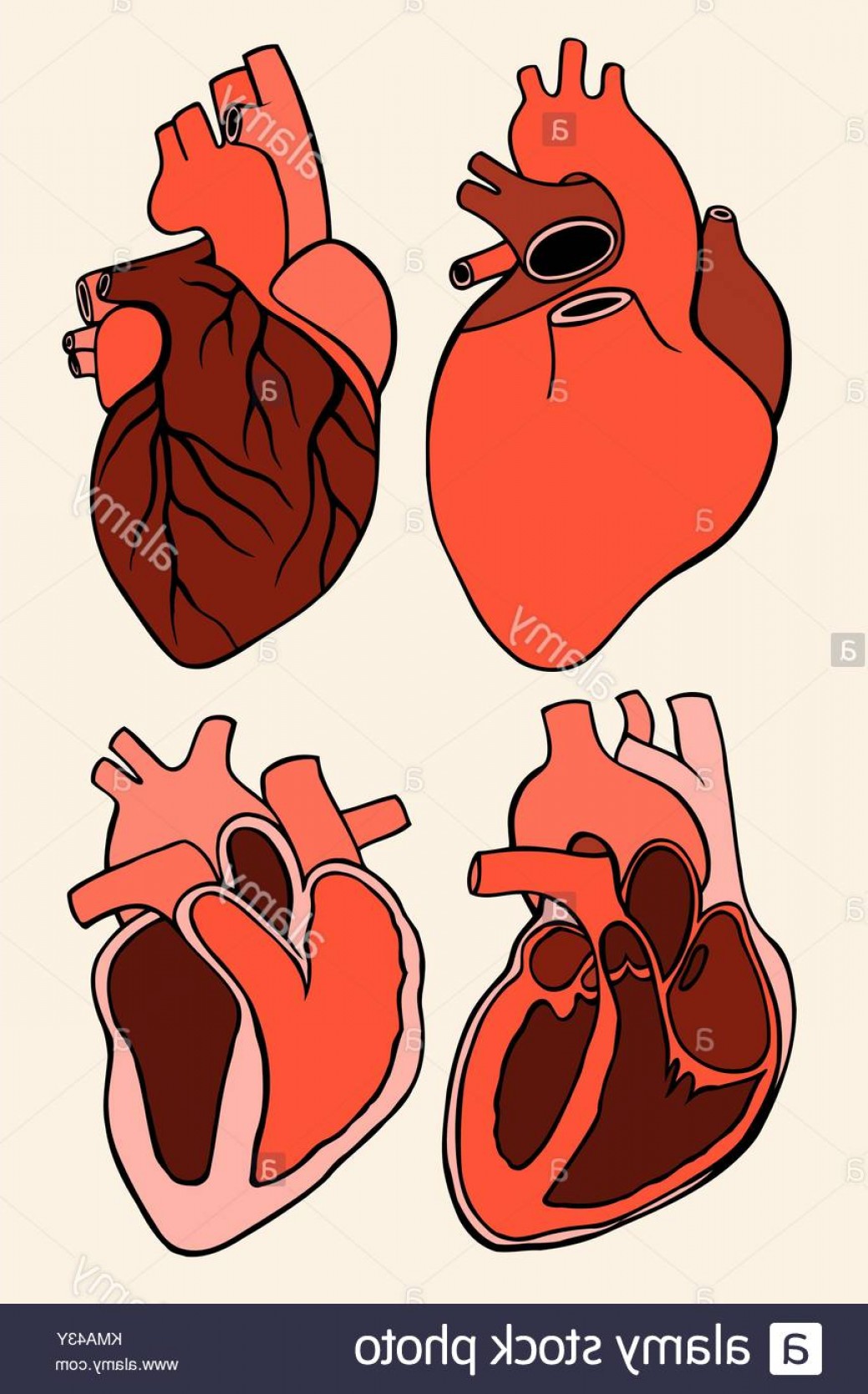 1039x1668 Real Heart Vector Catchsplace