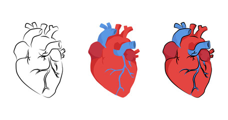 456x240 Real Heart Vector Photos, Royalty Free Images, Graphics, Vectors