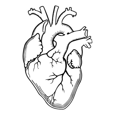 Real Heart Vector at Vectorified.com | Collection of Real Heart Vector ...