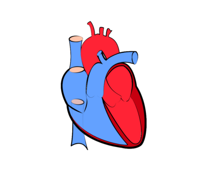 416x343 Real Heart Png Vector Transparent Without Background Image Free