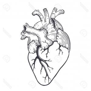 Realistic Heart Vector at Vectorified.com | Collection of Realistic ...