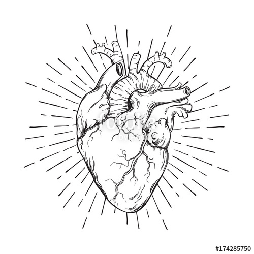 500x500 Hand Drawn Human Heart With Sunburst Anatomically Correct Art