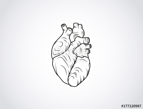 500x382 Human Heart Sketch Anatomical Heart Illustration Isolated