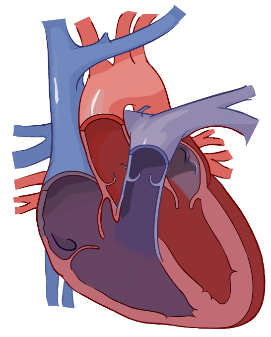 546x678 Human Heart Vector Clipart Images Gallery For Free Download