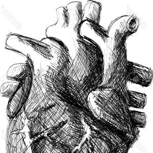 300x300 Photostock Vector Real Human Isolated Organ Heart Vector For Your