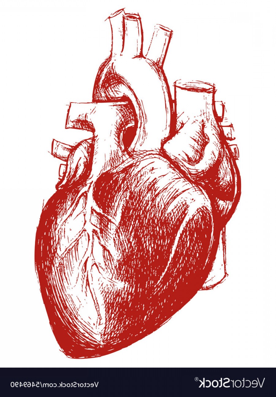 900x1296 Anatomical Heart Vector Art Catchsplace