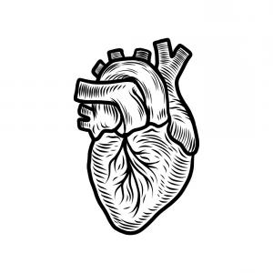 300x300 Photostock Vector Vector Realistic Anatomical Heart Hoodamathrun