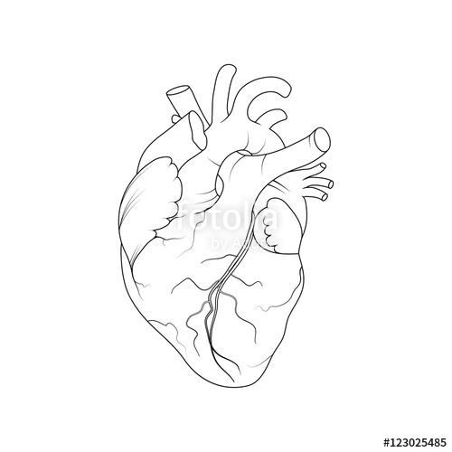 500x500 Anatomical Human Heart Realistic Vector Illustration Stock Image